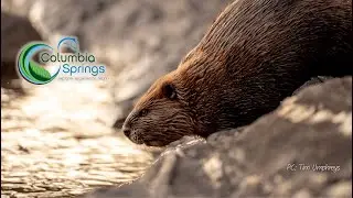 Beavers, water storage, and climate change (Benjamin Dittbrenner) - Columbia Springs Beaver Bash