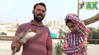 Rare Red-Headed Merlin Rescued & Released | Wildlife Conservation