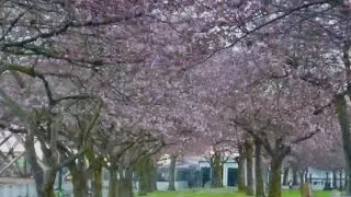Waterfront Park cherry blossoms are in full bloom