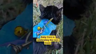 Baby Corn's first corn moon and first harvest. #babycorncat #kitten #wobblycat #fullcornmoon
