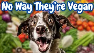 5 Irresistible Vegan Dog Treats Your Pup Will Love!