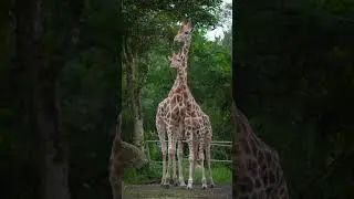 top 10 animals with the longest gestation period #shorts #top10animals