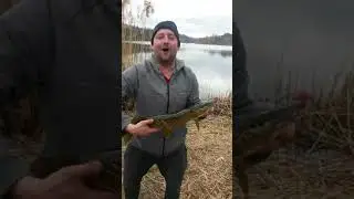 Pike fishing high park