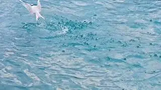 Birds in Maldives 