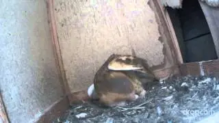 Three Owl Fledglings