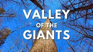 Valley of the Giants: A Search for North Georgia’s Oldest Trees