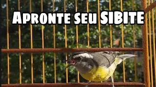 SIBITE CHAMANDO E CANTANDO PRA APRONTAR QUALQUER SIBITE