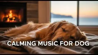 [LIVE] 12 Hours of Relaxing Dog Music for Rescue Dogs 😥 - Healing & Trust 😌 | live dog musiccalming