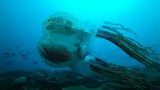 The Chirodectes Maculatus (an incredibly rare genus of box jellyfish) EXPLAINED‼️