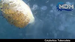 Zeno AUV: Underwater Images from Hull Inspection