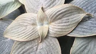 Pewter Plant -  Strobilanthes lanata