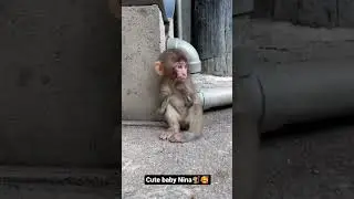 cute baby Nina 🐒🥰//#babymonkey #wildlife #nina #trending #monkey #morning #nature #cutebaby