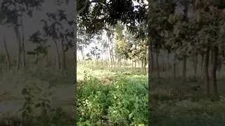 Grameen Natural