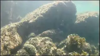 Diving the Great Reef ! Underwater paradise ! Nick Bingo pk