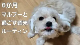 マルプー　6ヶ月　週末ルーティン　#マルプー #マルプーのいる生活 #マルプー日記 #マルプーライフ #マルプーvlog