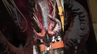Does the Kraken Monster Really Exist