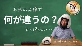 コシヒカリやゆめぴりかなど・・・お米の品種毎の特徴！知って得するお米の特徴や楽しみ方をおにぎりマンがご紹介します👍
