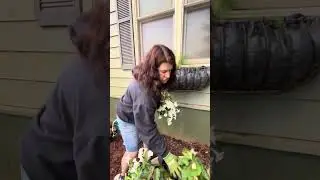Shade Window Box Planting
