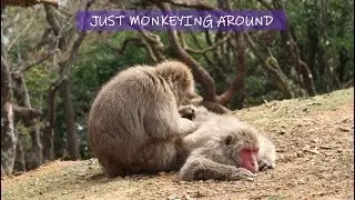 Feeding Baby Monkeys by Hand in Kyoto  | Japan Travel Vlog 8