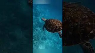 Turtle Shell Superpower Explained