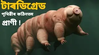 Tardigrade।। tardigrade under microscope।। tardigrade under microscope in Assamese।।