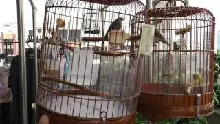 Lemon finch and Grey Finch Bird