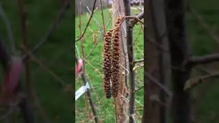 Cobnut (Kentish Cob) - male catkins - March 2018