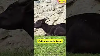 Fakta Menarik Anoa #Shorts