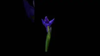Time Lapse of a Purple Iris