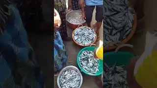 കൊഴിയാള മീനിന്റെ വില നോക്കാം(വിഴിഞ്ഞം ഫിഷ്&zwnj; ലേലം)-89🐠#vizhinjam #fishing #fish #shortsfeed #shorts