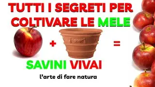 TUTORIAL: raccogliere MELE dal TUO albero anche in vaso? Coltivare le mele secondo - SAVINI VIVAI