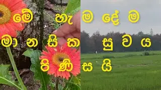 ජර්බරාස් අලුත් කරමුද ? 🤗🤗