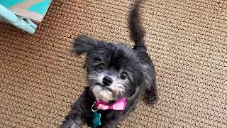 (Epic dog!)