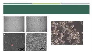 Kultur Sel Hewan - Primary Cell Culture and Establishing Cell Line