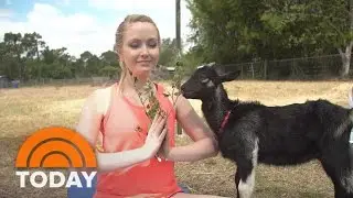 Test Drive: Fitness Trend 'Goat Yoga' Popping Up Across Country | TODAY