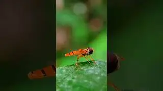 Macro Photography with Apexel 100mm Macro Lens 🔥😍 #nature #macroshot #macrophotography #macrolens