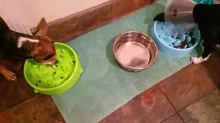 Dog Feeder Slow Eat Pet Bowl Durable Nontoxic Design Dog Bowl