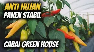 Cara Budidaya Cabai di Polybag dalam Greenhouse — Anti Hujan, Anti Layu, Panen Lebat!