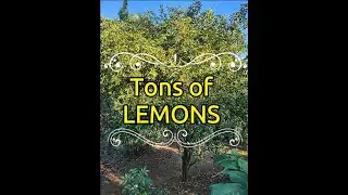 Freeze the Squeeze : Preserving Lemon Juice & minimizing food waste