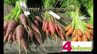 Semer les carottes - Les 4 Saisons du jardin bio