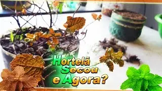 Hortelã O Que Fazer Quando Secar |Dicas e Cuidados|