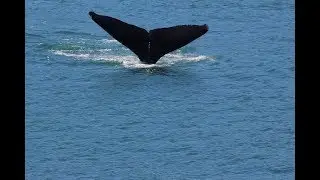 ORCAS BREACHING - whale watching in Juneau Alaska - June 18, 2018