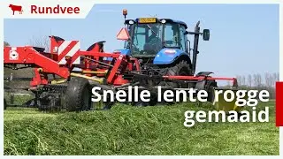 Snelle lente rogge gemaaid en geharkt in Oxe