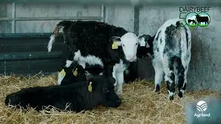 Sourcing Calves - Dairy Beef 500