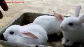 Very cute white baby rabbits
