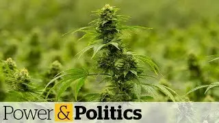 Cannabis stocks continue to tumble | Power & Politics