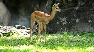 Goitered Gazelle - Zoo Miami - Miami, South Florida - Canon S5 IS