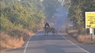 Exclusive Tiger Sighting in Zone 2 | T-101 Badal & T-105 Noori | Ranthambore🔥 Exclusive sighting 