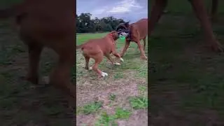Dogs being loud isn&rsquo;t aggression