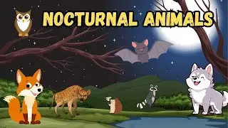 Nocturnal Animals Night Animals for Kids   Night Animal Sounds l Little Bunny Learning